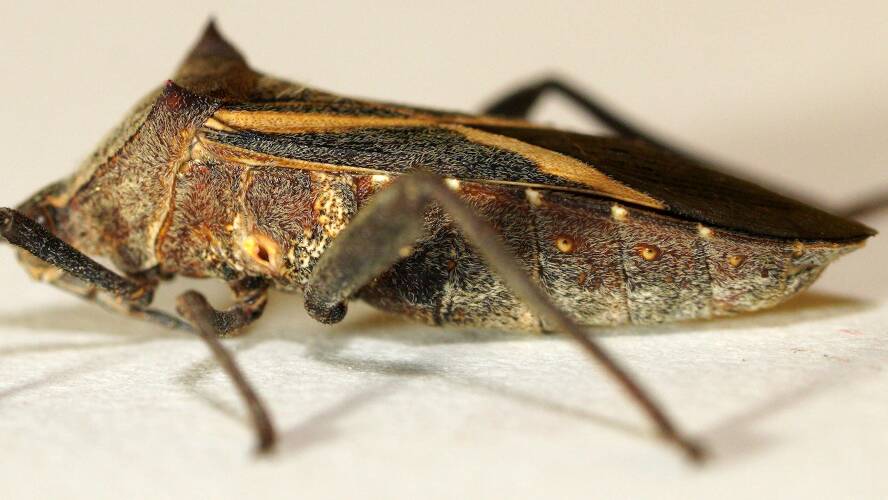 Crusader Bug (Mictis profana)