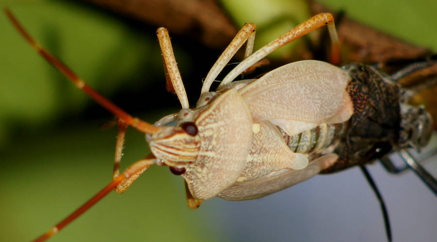 Long Gum-tree Shield Bug (Poecilometis strigatus)