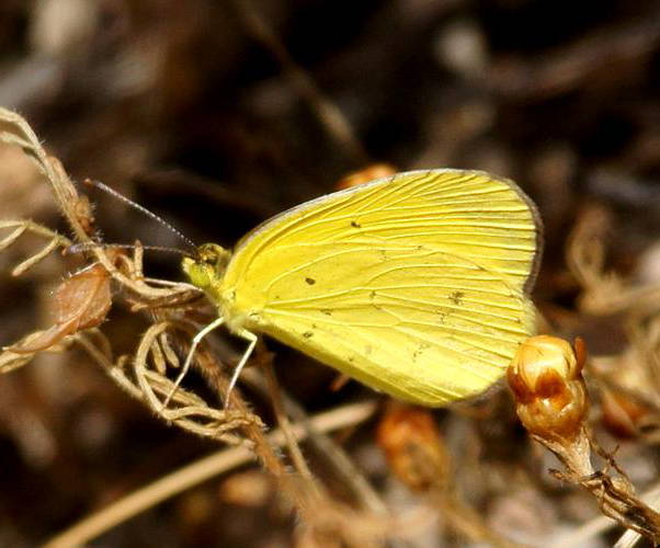 Small Grass-yellow Butterfly (Eurema smilax)