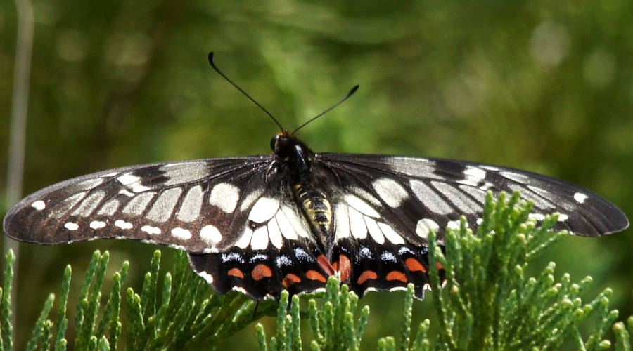 Dainty Swallowtail (Papilio anactus)