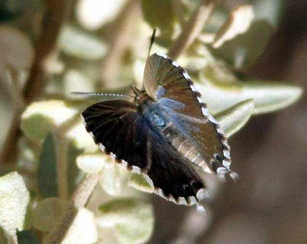 Saltbush Blue (Theclinesthes serpentatus)