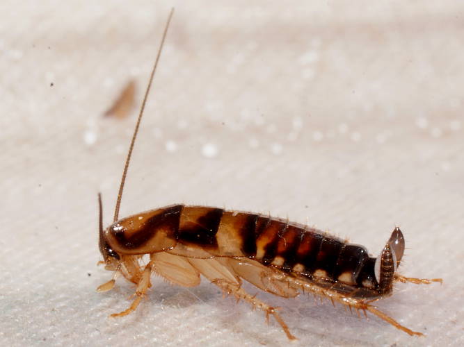 Small Cockroach (Temnelytra sp)