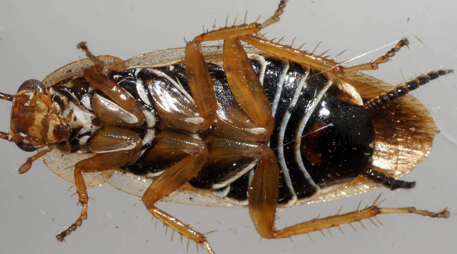 Small Golden Cockroach (Ellipsidion sp)