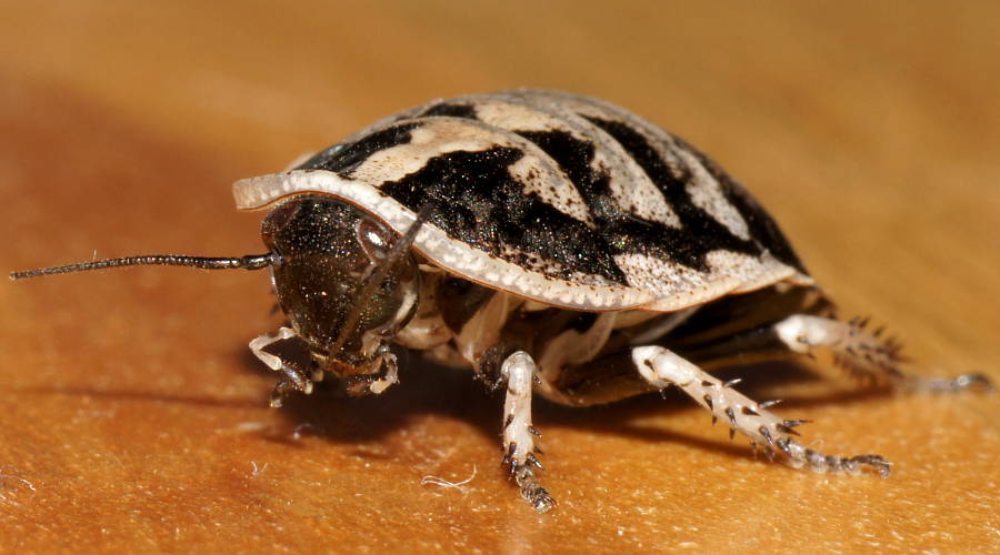 Tortoise Cockroach (Euzosteria cf subreflexa)