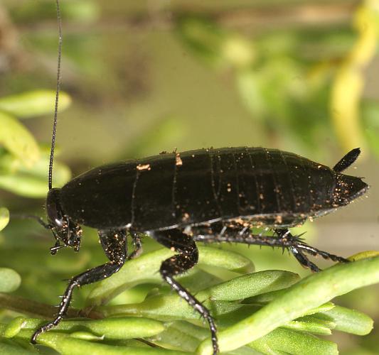 Black Cockroach (Platyzosteria sp ES01)