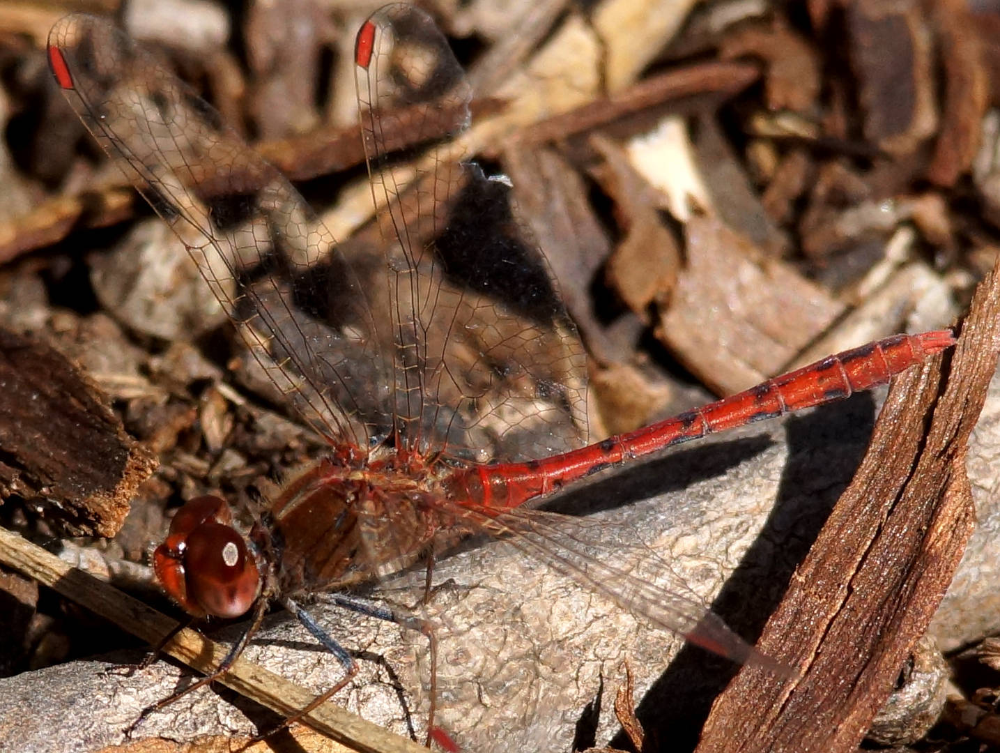 Wandering Percher (Diplacodes bipunctata)