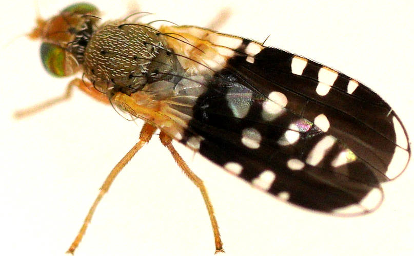 Black-winged Fruit Fly (Spathulina acroleuca)