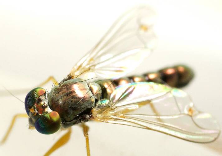 Emarginate-winged Long Legged Fly (Dytomyia sordida)