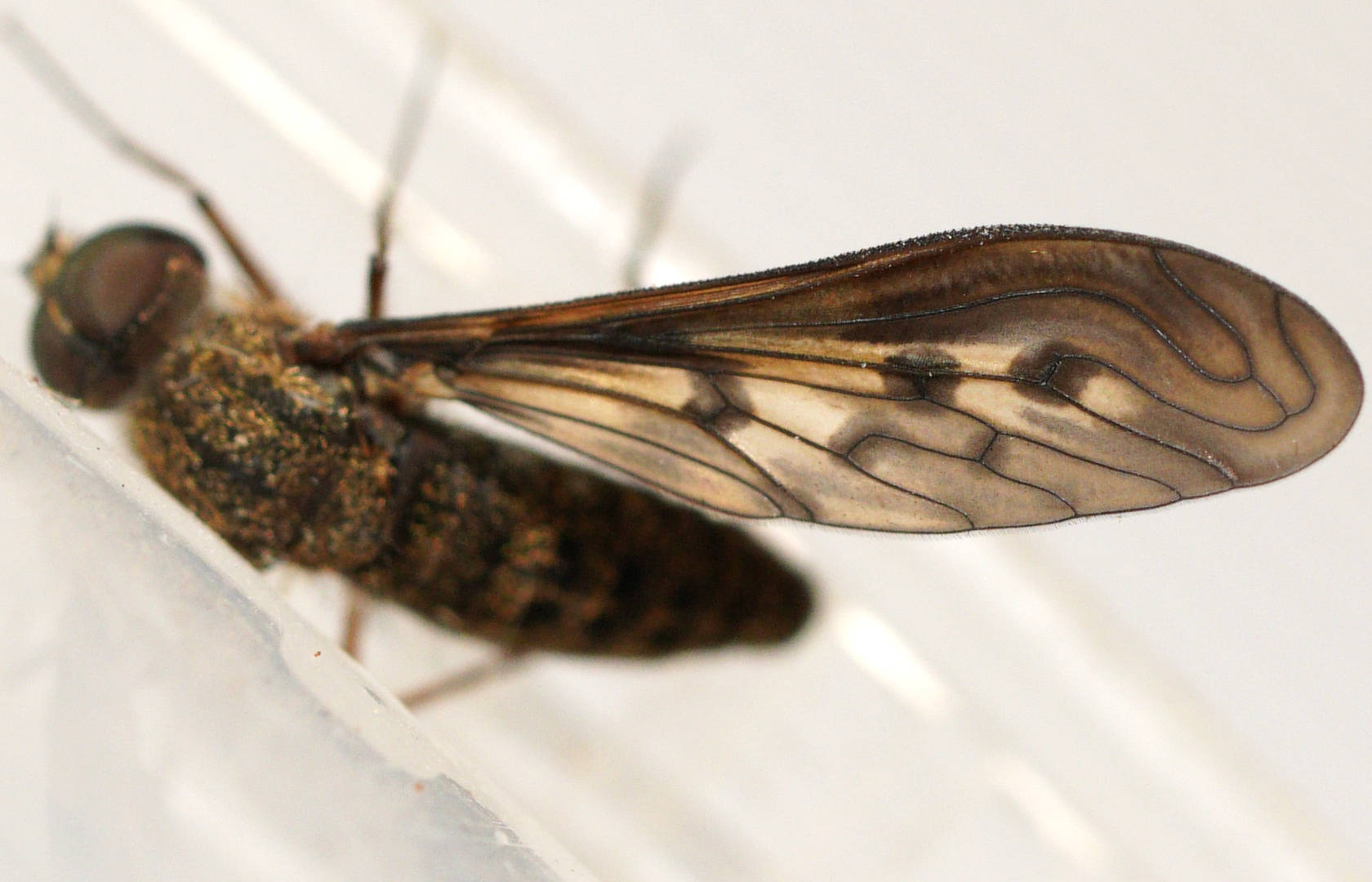 Orange-eared Bee Fly (Aleucosia obtusa)