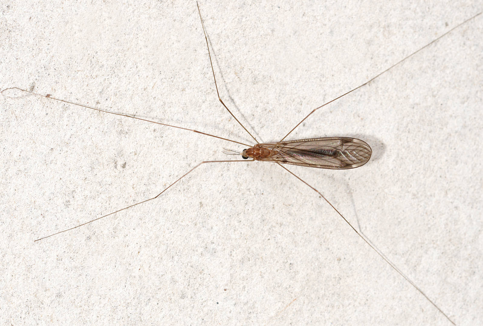 Short-palped Crane Fly (Dolichopeza sp)