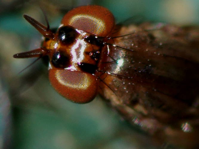Red Eyed Lauxaniid Fly (Ceratolauxania sp)