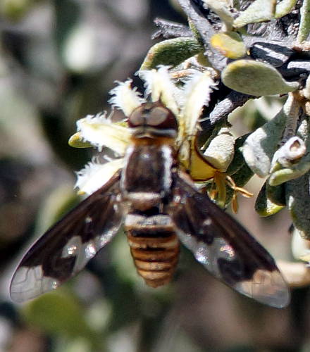 Bee Fly (Balaana cf sp ES01)