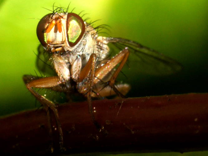 Bush Fly (Pygophora sp)