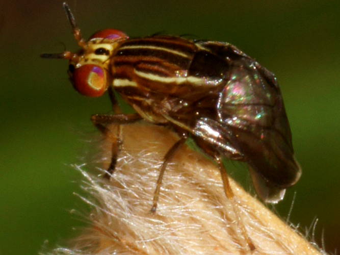 Bent Lauxaniid Fly (Steganopsis melanogaster)