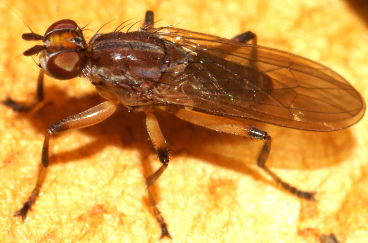 Toadstool Fly (Tapeigaster paramonovi)