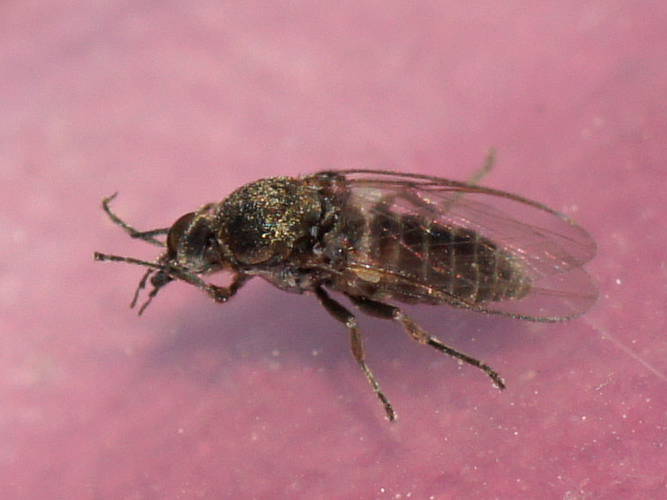 Biting Midge (Ceratopogonidae sp)