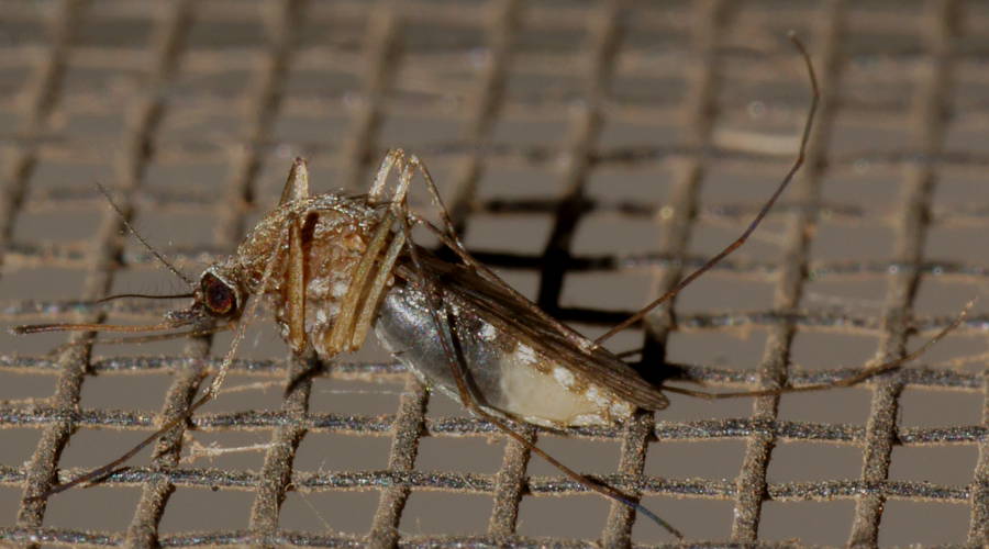 Mosquito (Aedes cf sp)