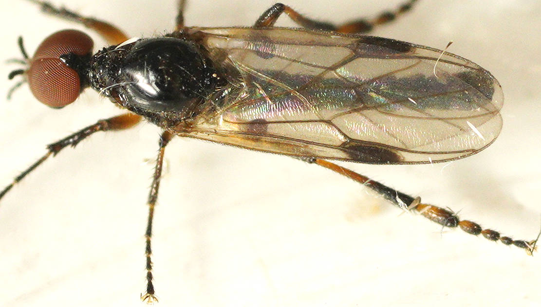 Bubble-leg March Fly (Dilophus sp ES02)