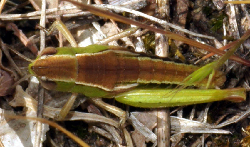 Wet-area Grasshopper (Perloccia evittata)
