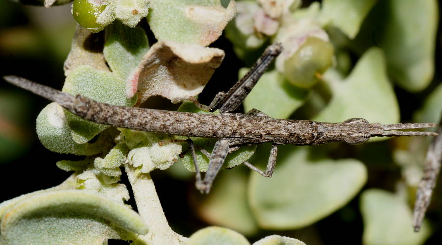 Mottled Matchstick Grasshopper (Morabinae sp ES03)