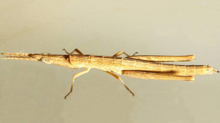 Matchstick Grasshopper (Vandiemenella viatica)