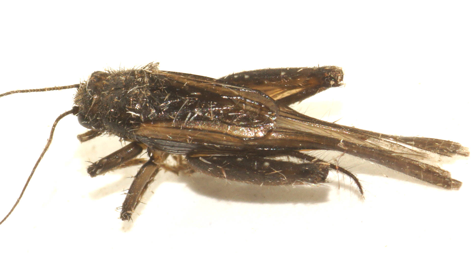 Confusing Pygmy Cricket (Pteronemobius truncatus)