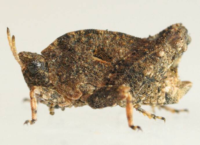 Ellura's Pygmy Grasshopper (Cyphotettix ellurae)