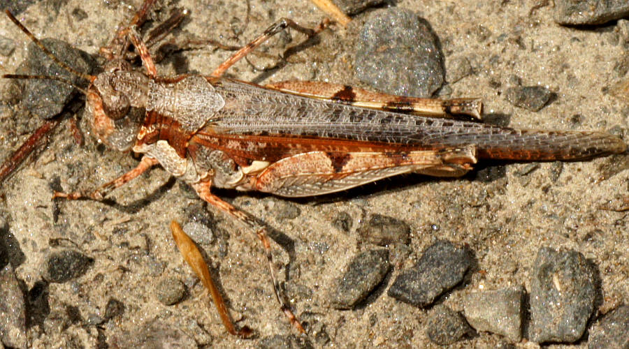 Grassland Grasshopper (Pycnostictus seriatus)