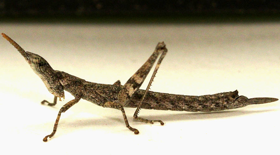 Mottled Matchstick Grasshopper (Prorifera sp ES01)