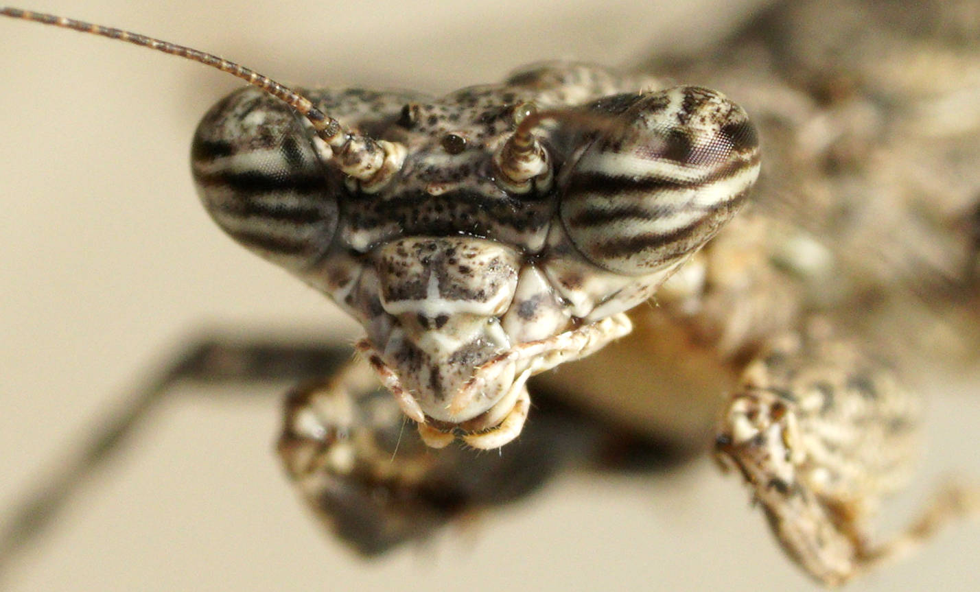 One-horned Grass Mantid (Glabromantis unicornis)