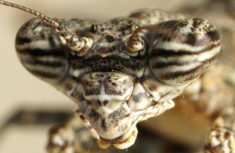 One-horned Grass Mantid (Glabromantis unicornis)