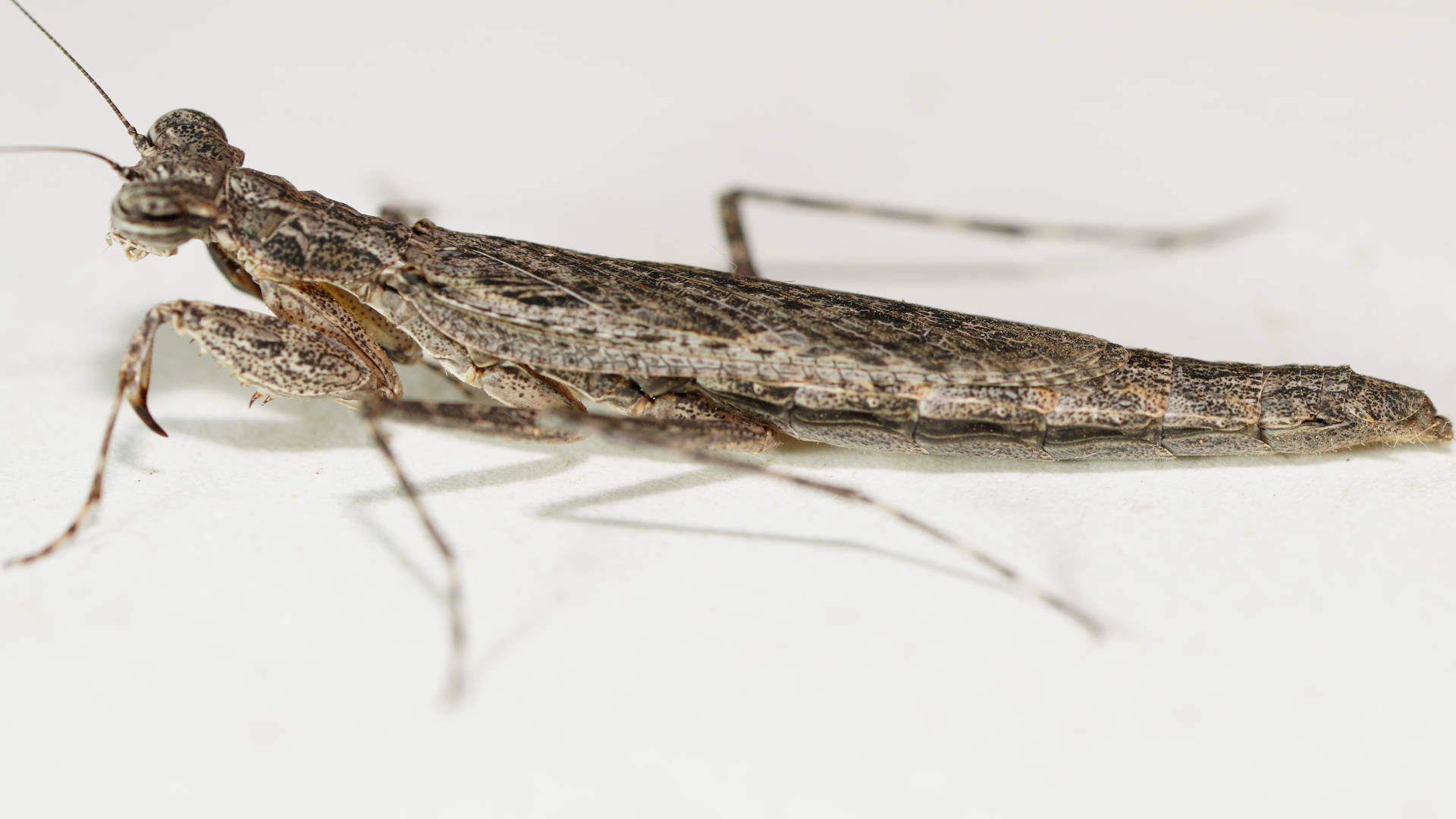 One-horned Grass Mantid (Glabromantis unicornis)