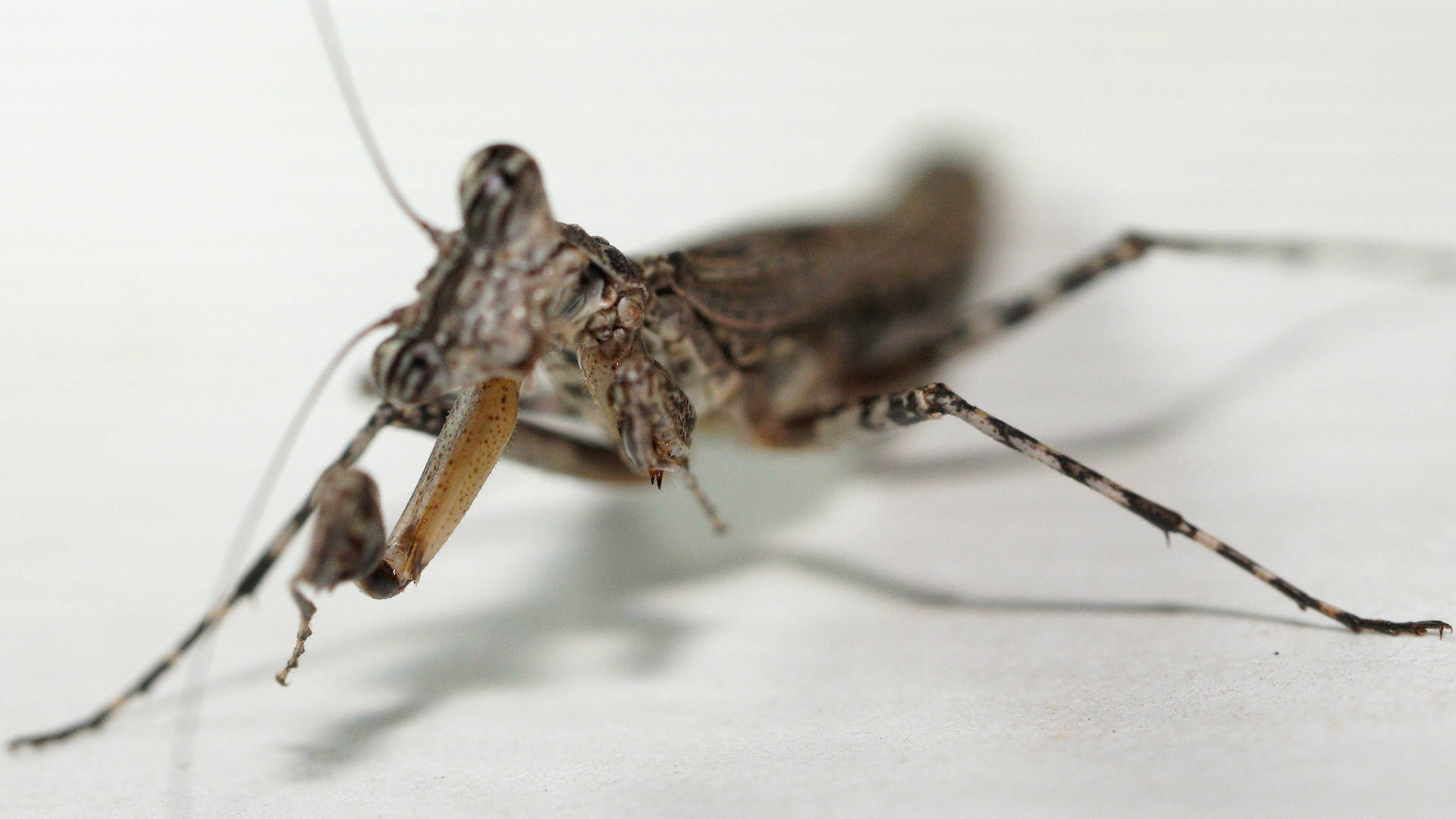 One-horned Grass Mantid (Glabromantis unicornis)