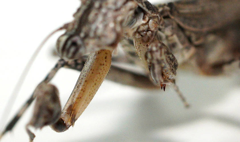 One-horned Grass Mantid (Glabromantis unicornis)