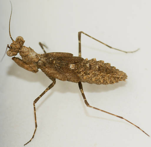 Southern Boxer Bark Mantid (Paraoxypilus tasmaniensis)