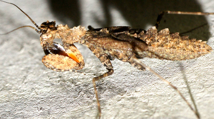 Southern Boxer Bark Mantid (Paraoxypilus tasmaniensis)