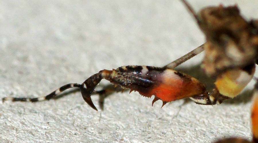 Southern Boxer Bark Mantid (Paraoxypilus tasmaniensis)