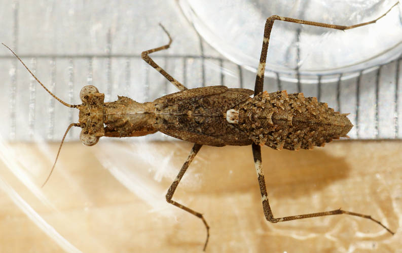 Southern Boxer Bark Mantid (Paraoxypilus tasmaniensis)