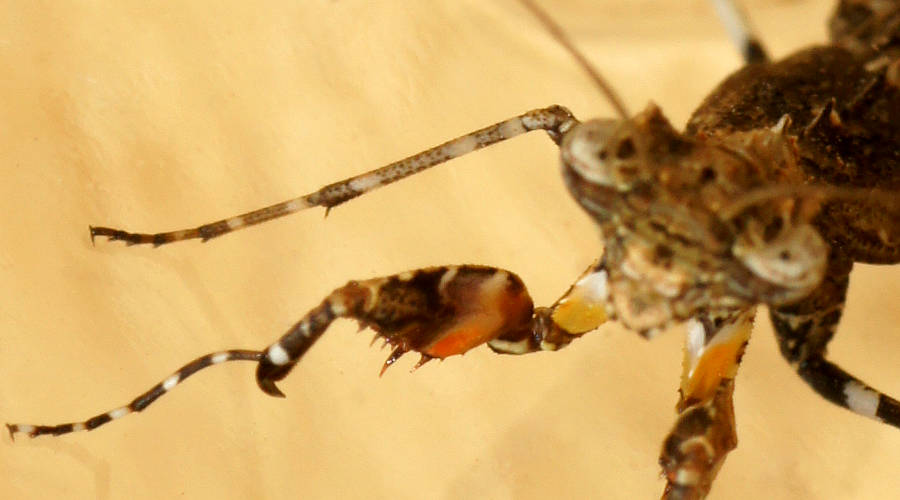 Southern Boxer Bark Mantid (Paraoxypilus tasmaniensis)