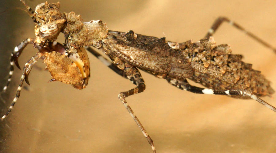 Southern Boxer Bark Mantid (Paraoxypilus tasmaniensis)