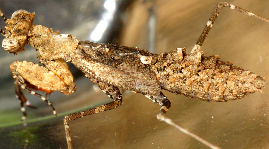 Southern Boxer Bark Mantid (Paraoxypilus tasmaniensis)