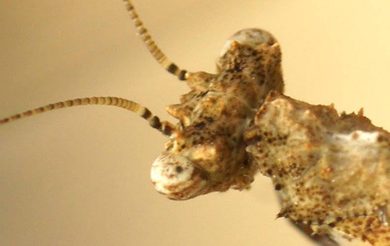 Southern Boxer Bark Mantid (Paraoxypilus tasmaniensis)