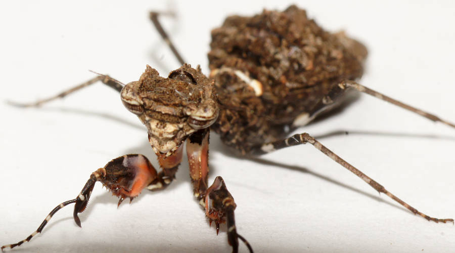 Southern Boxer Bark Mantid (Paraoxypilus tasmaniensis)