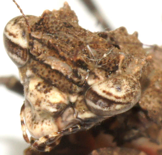 Southern Boxer Bark Mantid (Paraoxypilus tasmaniensis)