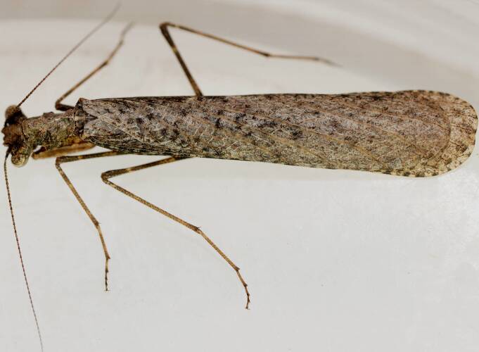 Southern Boxer Bark Mantid (Paraoxypilus tasmaniensis)