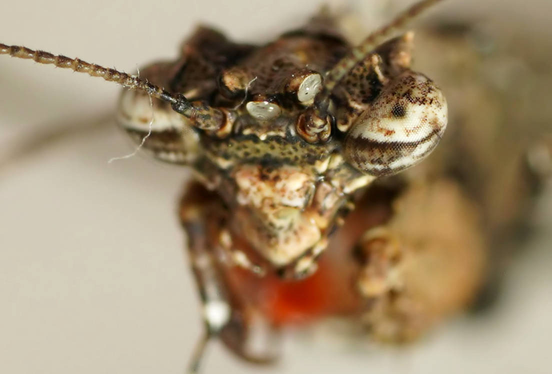 Southern Boxer Bark Mantid (Paraoxypilus tasmaniensis)