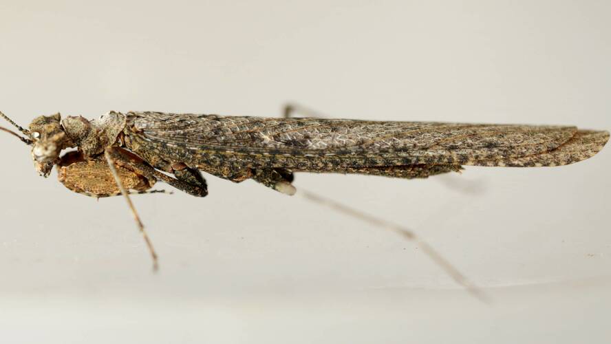 Southern Boxer Bark Mantid (Paraoxypilus tasmaniensis)