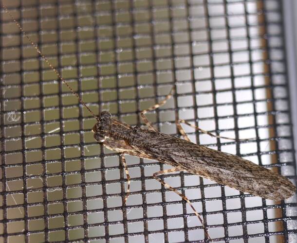 One-horned Grass Mantid (Glabromantis unicornis)