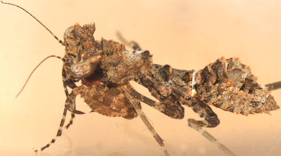 Southern Boxer Bark Mantid (Paraoxypilus tasmaniensis)