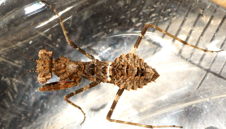 Southern Boxer Bark Mantid (Paraoxypilus tasmaniensis)